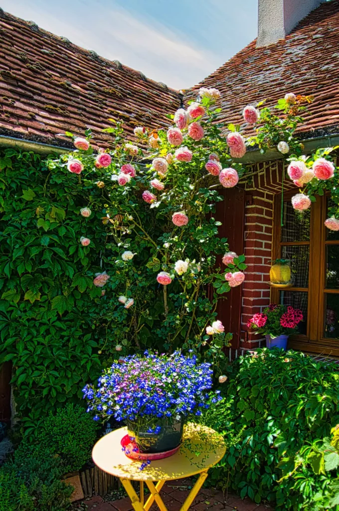 Climbing Roses Spilling Over The Corner Of An Outdoor Brick Wall