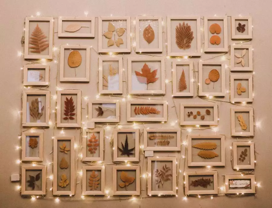 Dorm Wall Decor Idea Featuring Pressed Leaf Frames Arranged In A Grid With Warm Fairy Lights