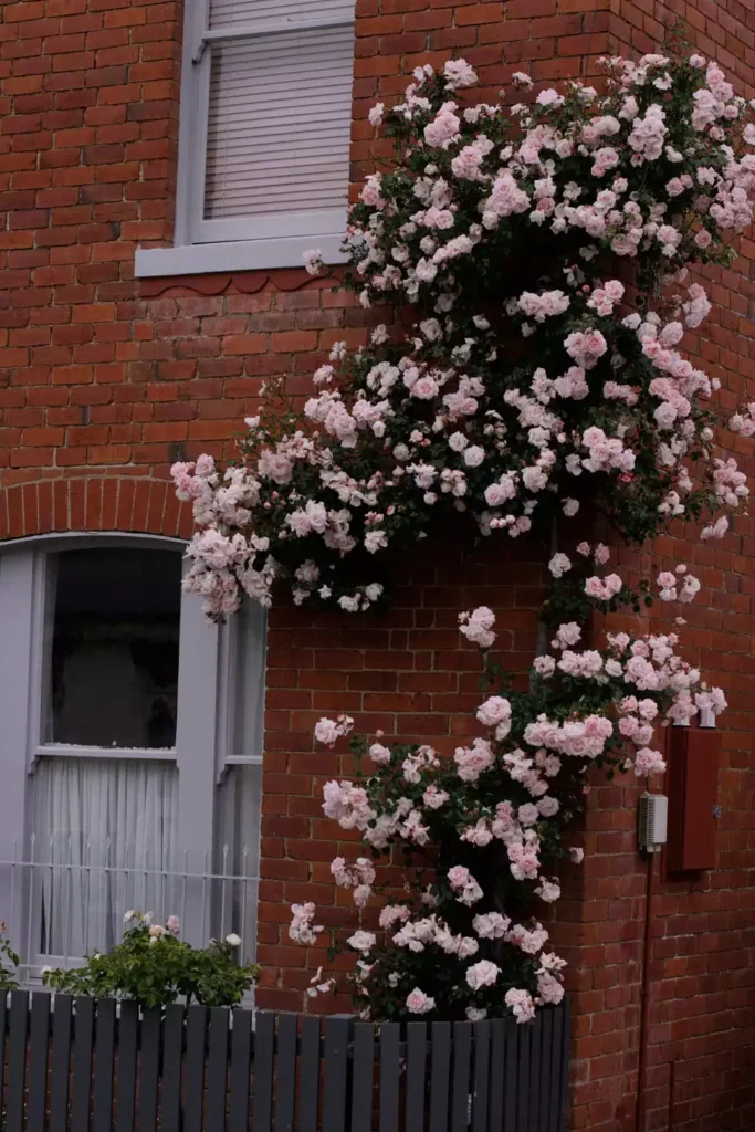 Pink Climbing Roses Cascading Down The Corner Of An Outdoor Brick Wall