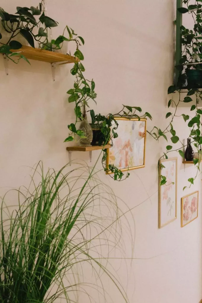 Pothos vines trailing from wooden floating shelves beside gold framed floral prints on a soft pink wall for easy aesthetic DIY room decor