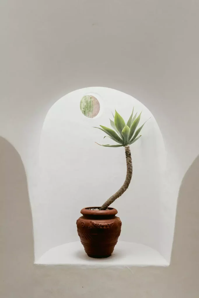 Potted Agave Plant Standing In A White Wall Arch Niche