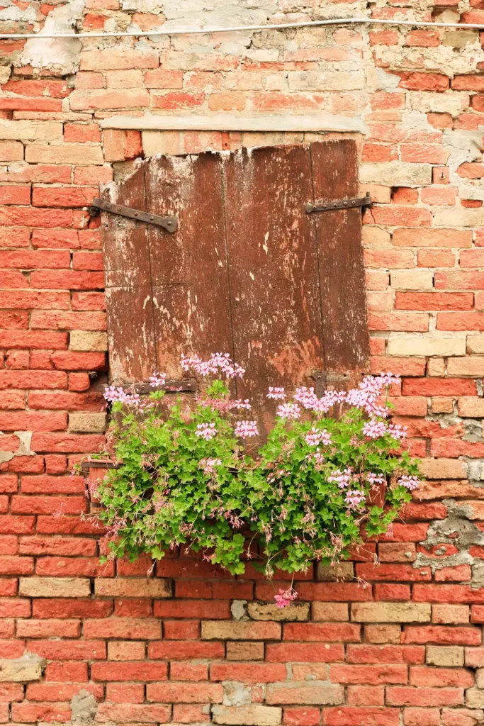 Rustic Wooden Shutter On A Brick Wall With A Pink Flower Box Beneath It