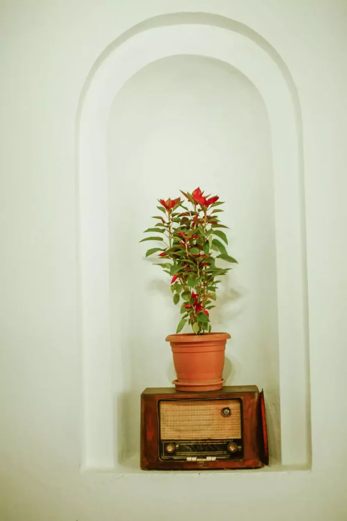 Tall Cream Wall Arch With A Flowering Plant On A Vintage Radio