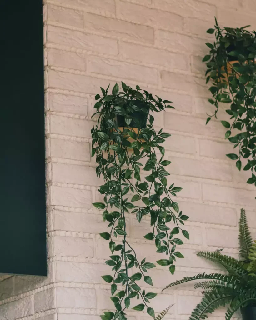 Trailing Greenery In Wall Planters Against Whitewashed Brick