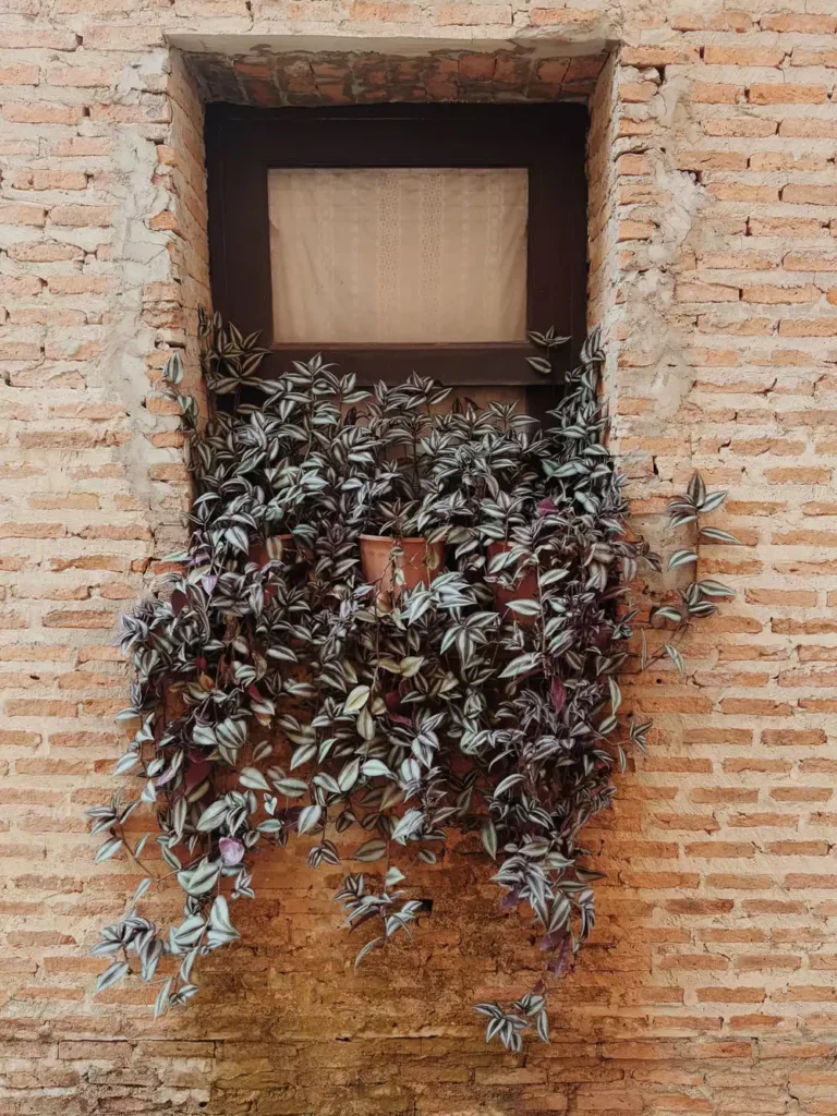 Trailing Potted Plants Spilling From A Brick Wall Window Ledge