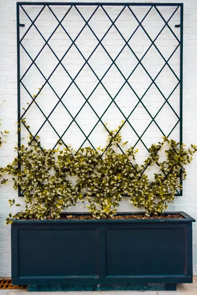Black diamond-pattern trellis above a dark rectangular planter with climbing foliage against a white brick wall