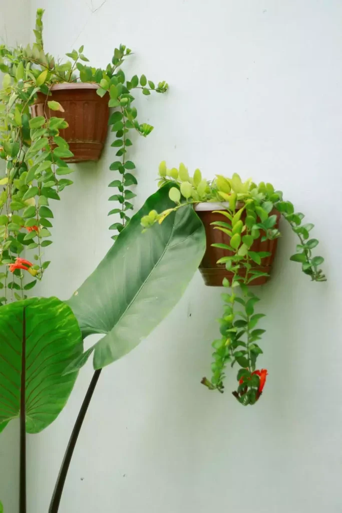 Brown wall-mounted pots with trailing green plants and small red flowers against a white wall